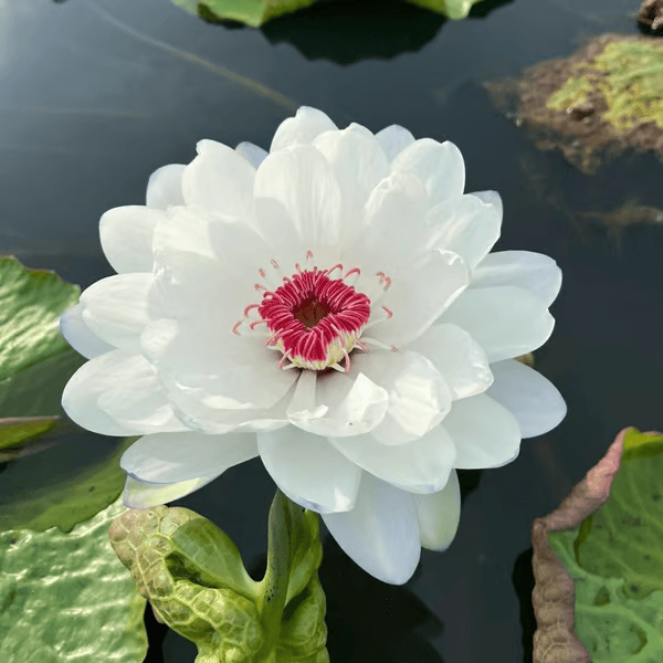 Sementes de Lótus Premium: A Flor de Lótus da Tigela Sagrada de Bonsai