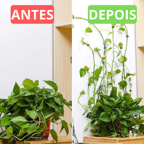 Suporte para Fixação de Plantas Auto-adesivo