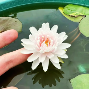 Sementes de Lótus Premium: A Flor de Lótus da Tigela Sagrada de Bonsai